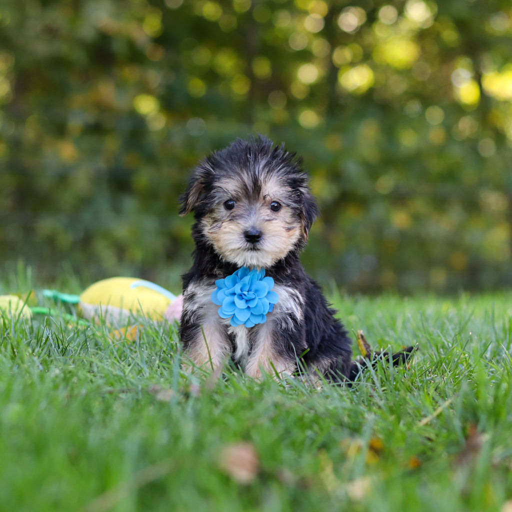 Emir - Available 10/22
