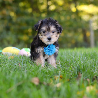 Emir - Available 10/22