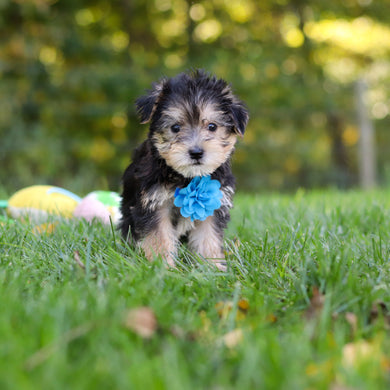 Emir - Available 10/22