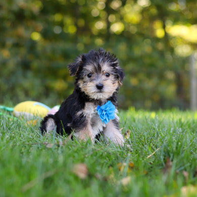 Emir - Available 10/22