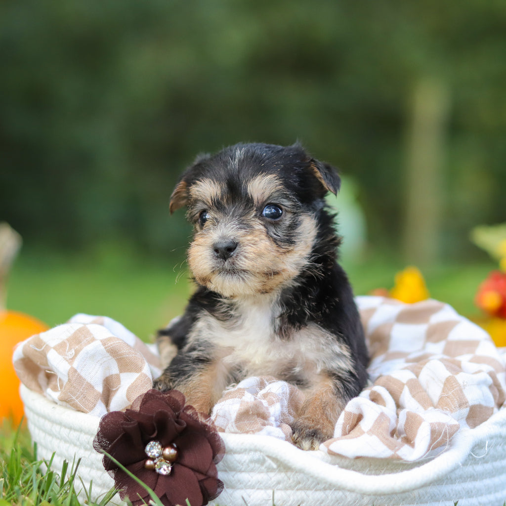 Ellis - Available 10/22