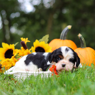 Carl - Available 10/29
