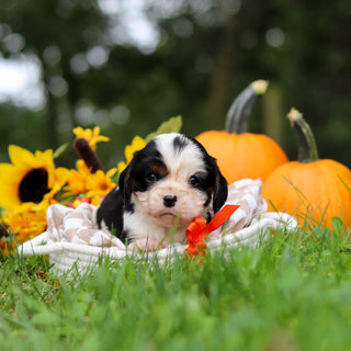 Carl - Available 10/29