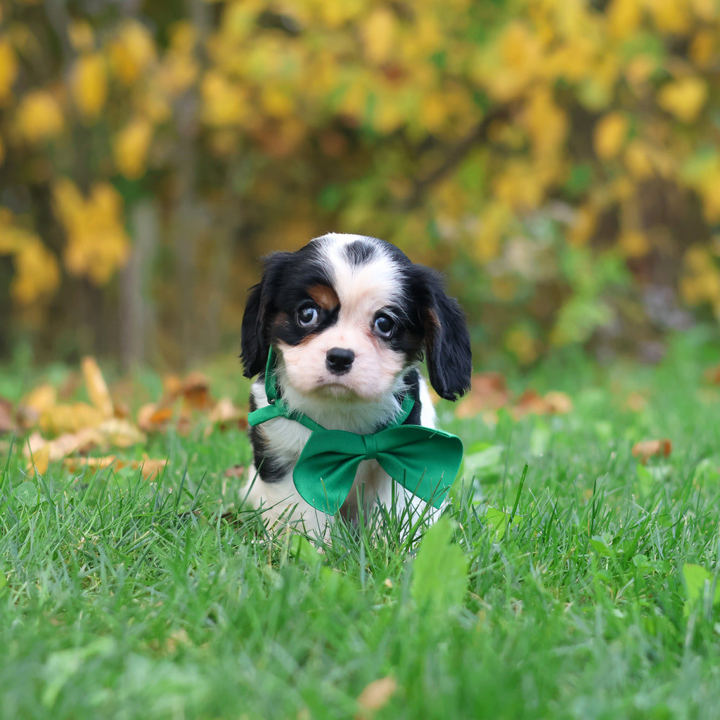 Carl - Available 10/29