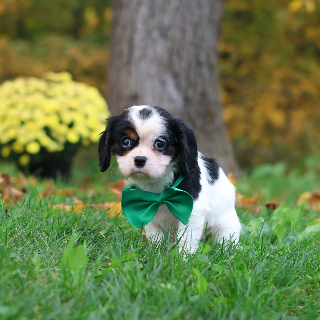 Carl - Available 10/29