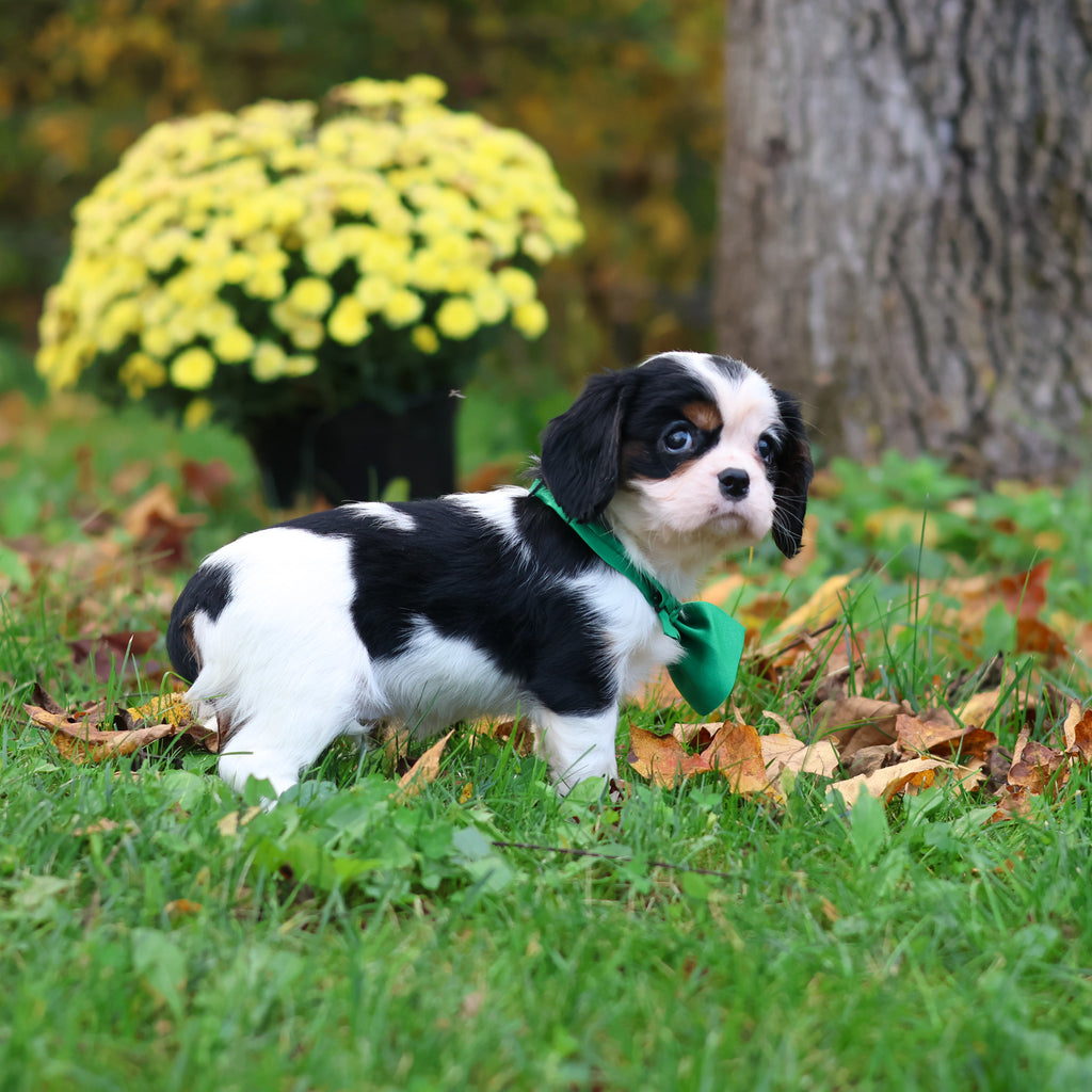 Carl - Available 10/29