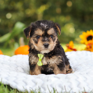 Bodie - Available 10/8