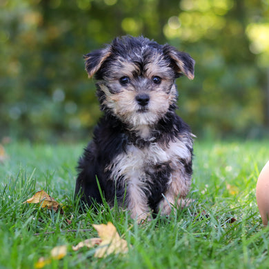 Bodie - Available 10/8