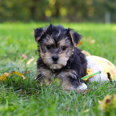 Bodie - Available 10/8