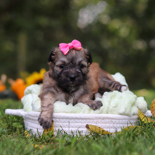 Callie - Available 10/15