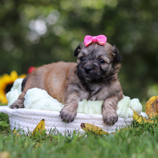 Callie - Available 10/15