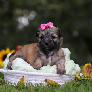 Callie - Available 10/15