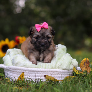 Callie - Available 10/15