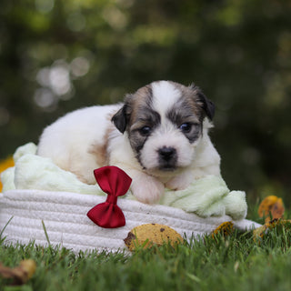 Clifford - Available 10/15