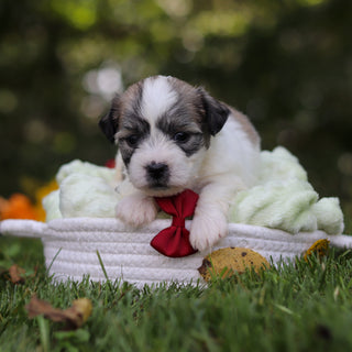 Clifford - Available 10/15