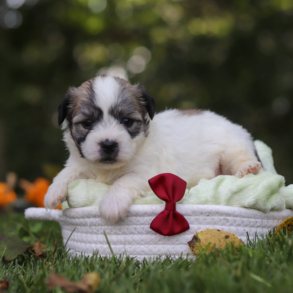 Clifford - Available 10/15