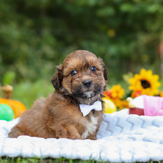 Caden - Available 10/15