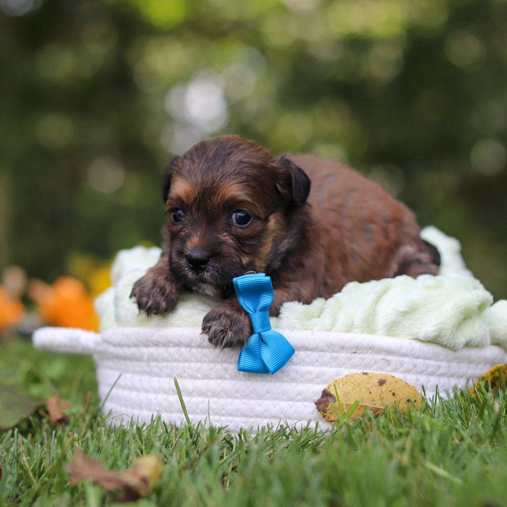 Caden - Available 10/15