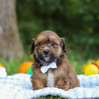 Caden - Available 10/15
