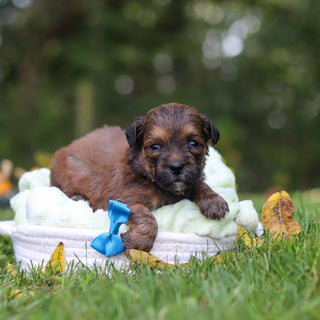 Caden - Available 10/15
