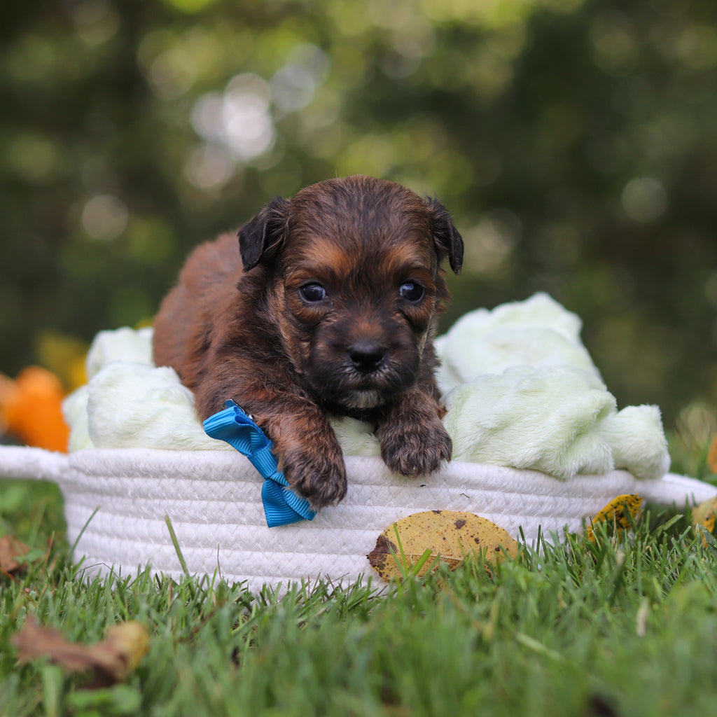 Caden - Available 10/15