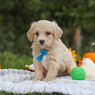 Harry - Available 10/15