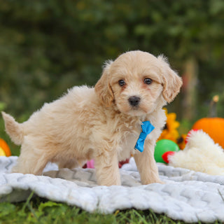 Harry - Available 10/15