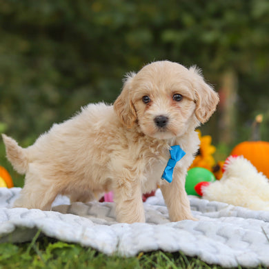 Harry - Available 10/15