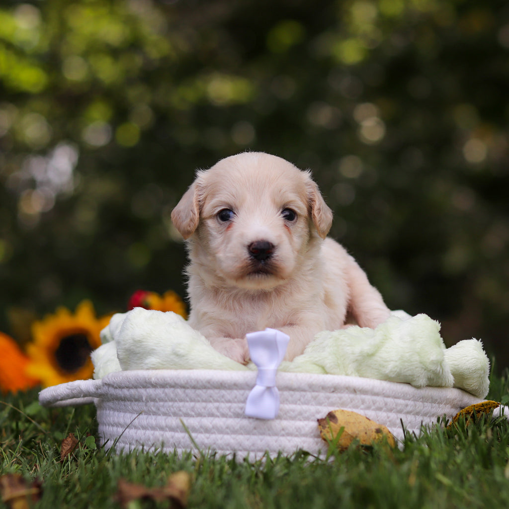 Harry - Available 10/15