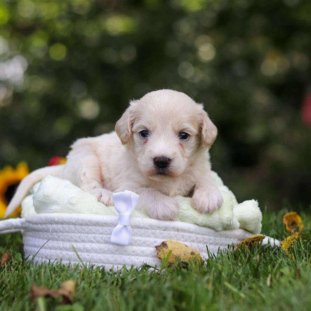 Harry - Available 10/15