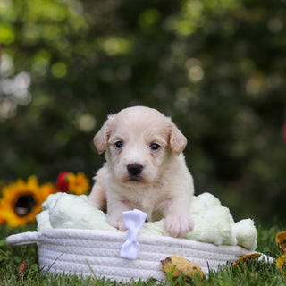 Harry - Available 10/15
