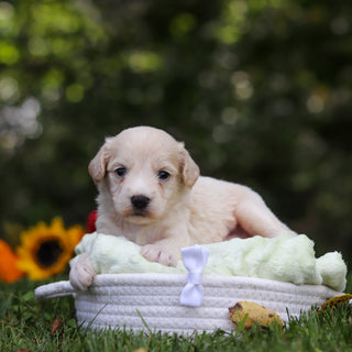 Harry - Available 10/15