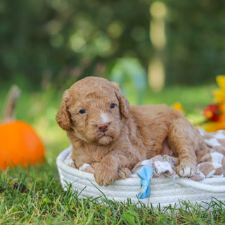 Franklin - Available 10/22