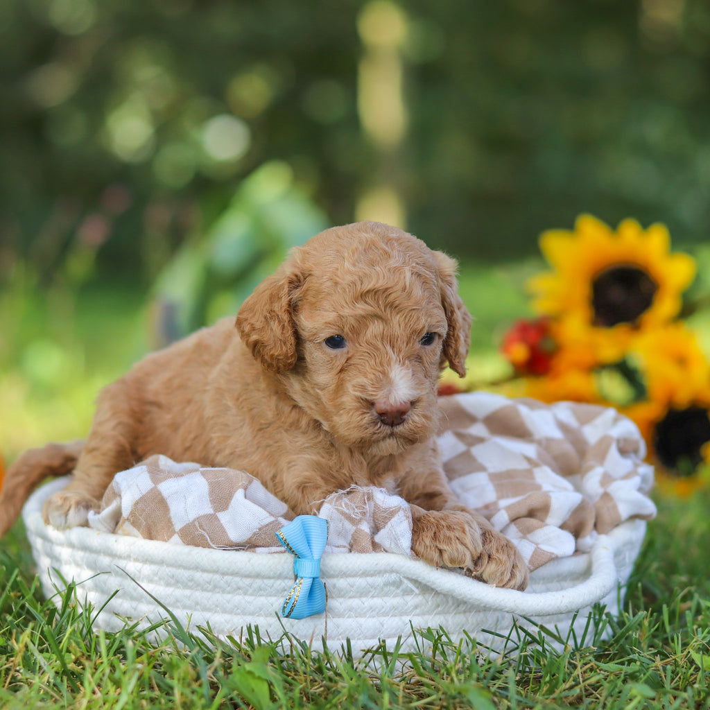 Franklin - Available 10/22