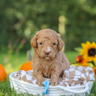 Franklin - Available 10/22