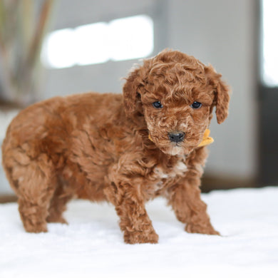 Otis - Available 2/26