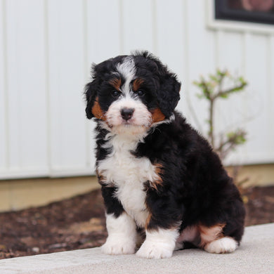 Walter - Available 4/30