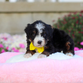 Corbin - Available 11/12