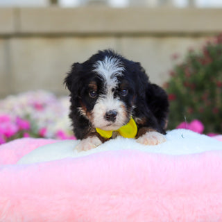 Corbin - Available 11/12