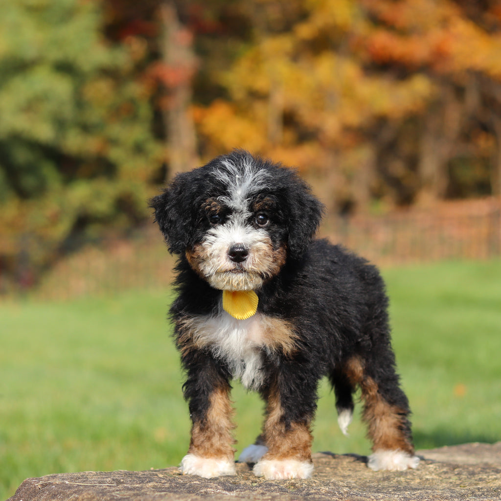 Corbin - Available 11/12