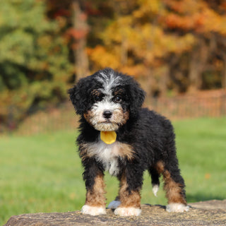 Corbin - Available 11/12