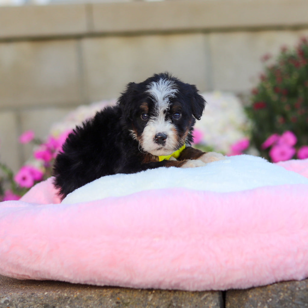 Corbin - Available 11/12