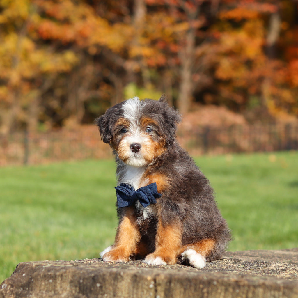 Connor - Available 11/12