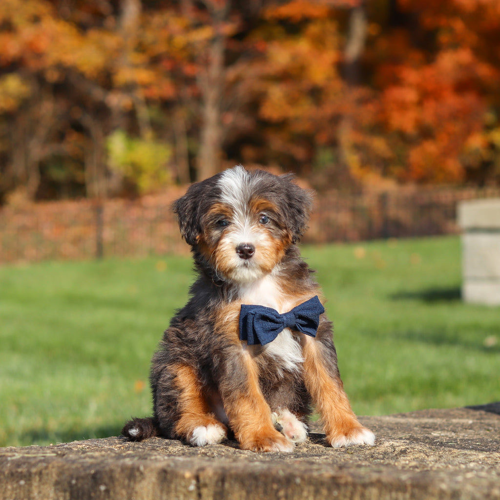 Connor - Available 11/12