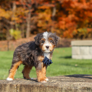 Connor - Available 11/12