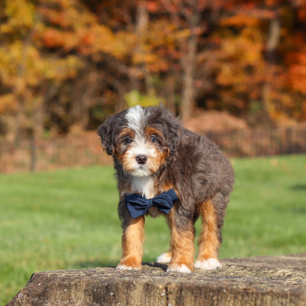 Connor - Available 11/12