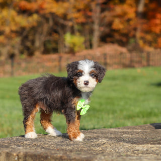 Caruso - Available 11/12