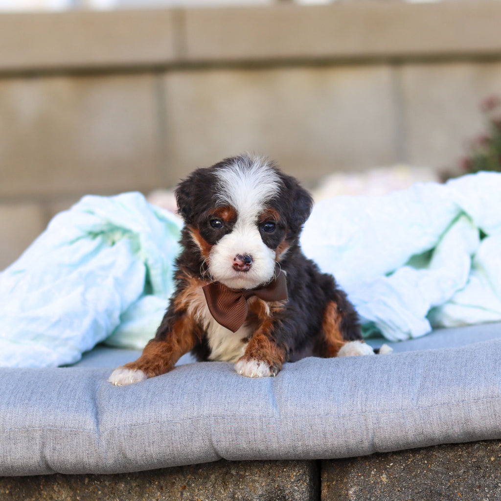 Caruso - Available 11/12