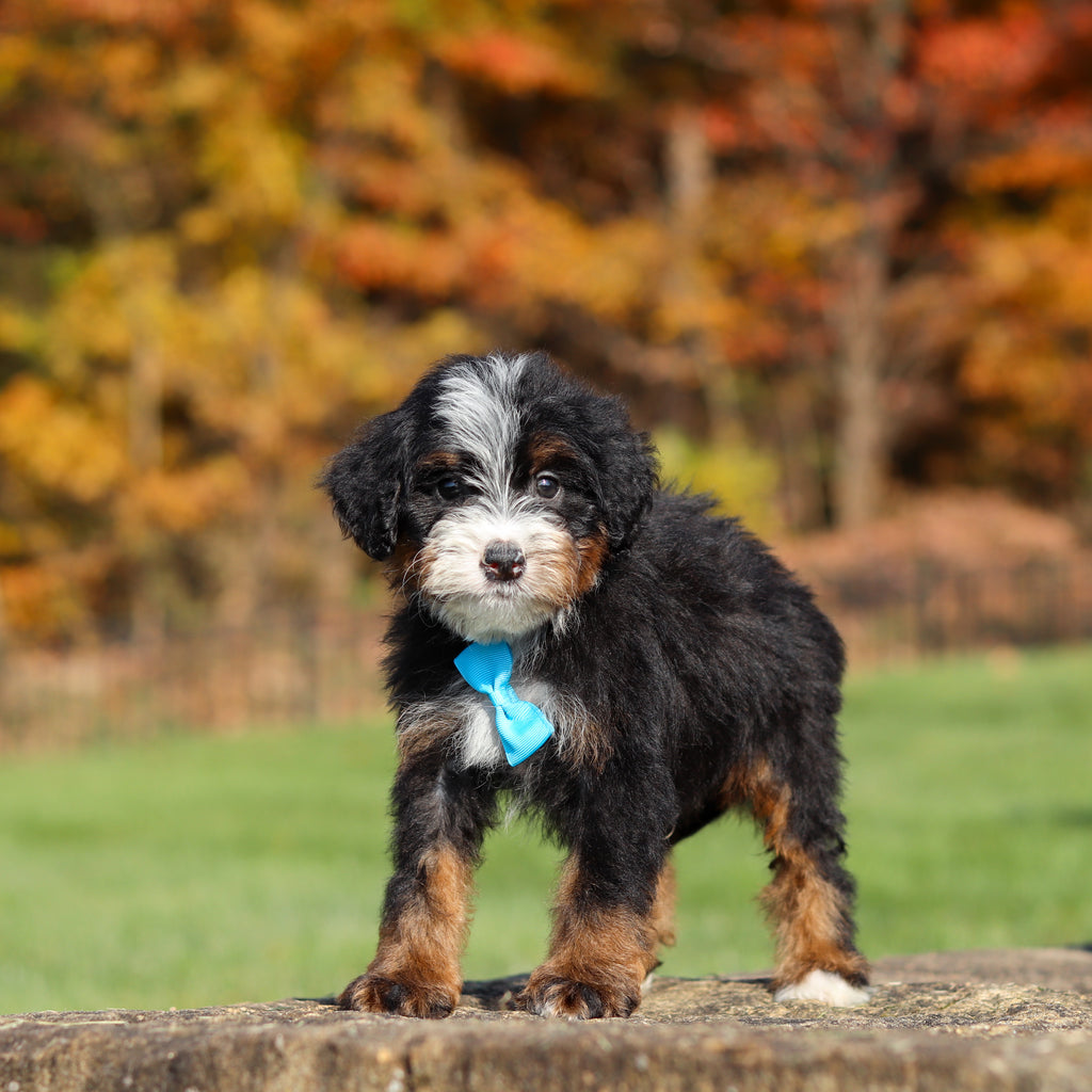 Carson - Available 11/12