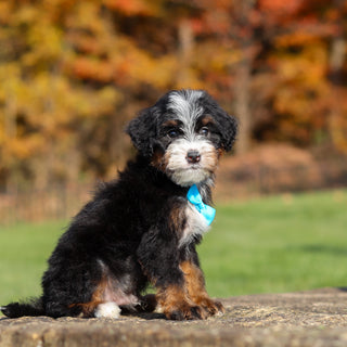 Carson - Available 11/12